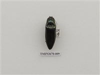 藏品(叩頭蟲(1))的圖片